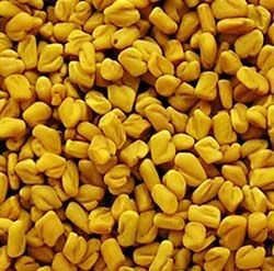 Fenugreek Seeds 01