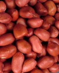 Bold Peanut Kernels