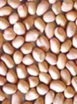 Java Peanut Kernels