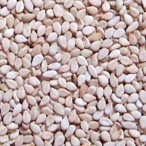 Sesame Seeds 04