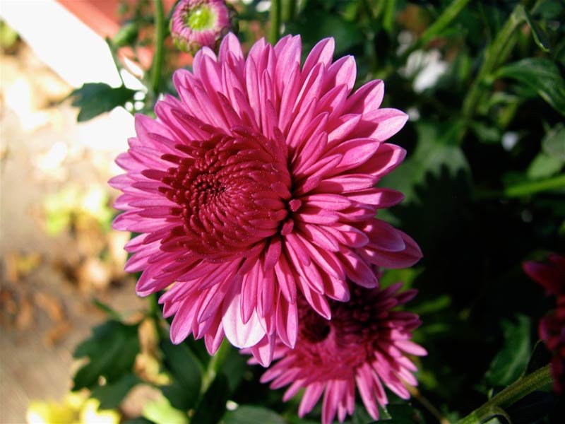 Pink Chrysanthemum Flowers