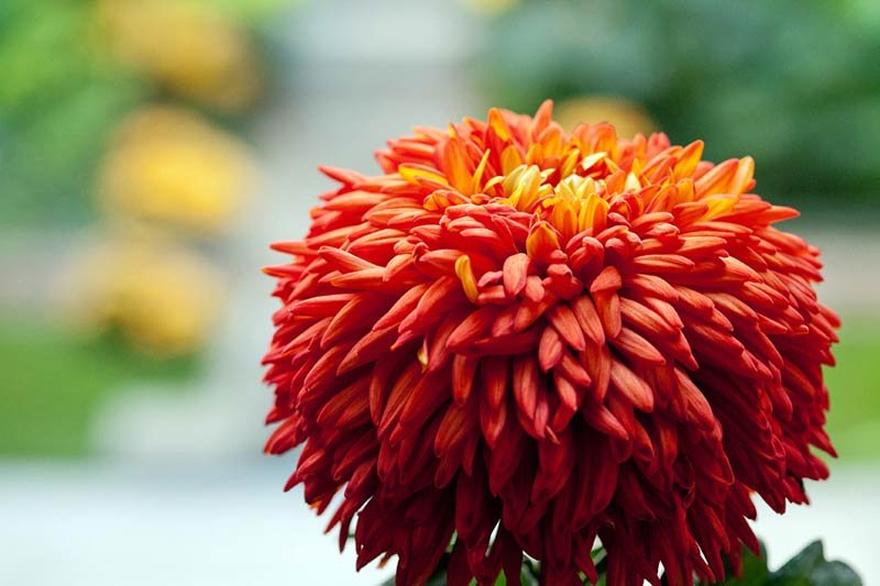 Saffron Chrysanthemum Flowers