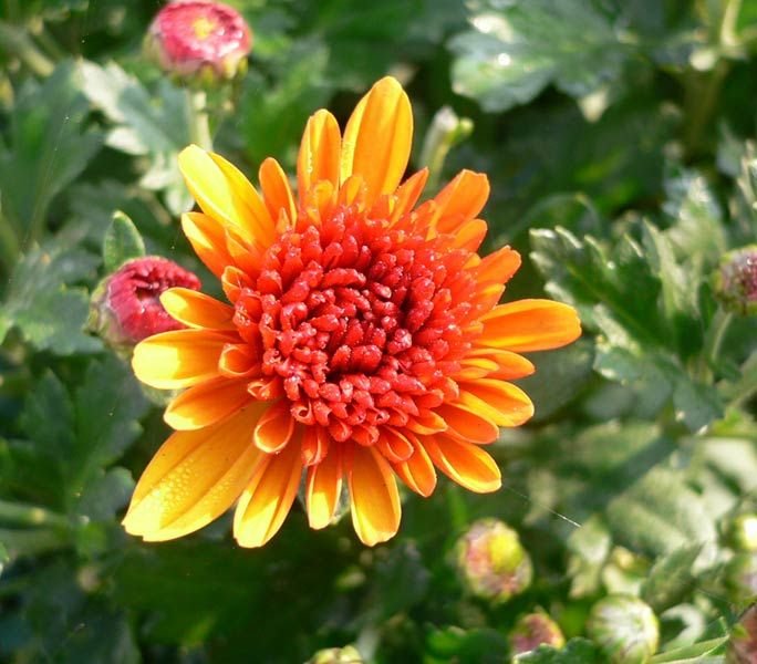 Orange Chrysanthemum Flowers