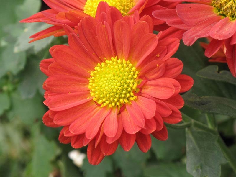 Pink Chrysanthemum Flowers