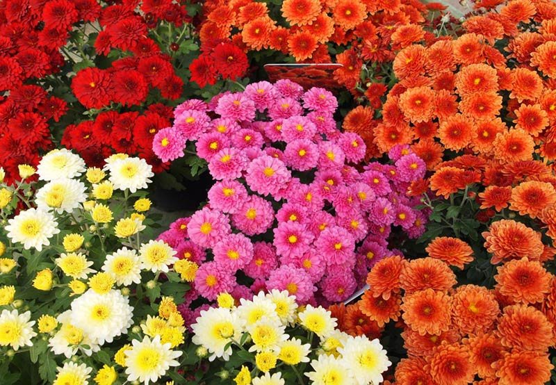 Chrysenthamum 01