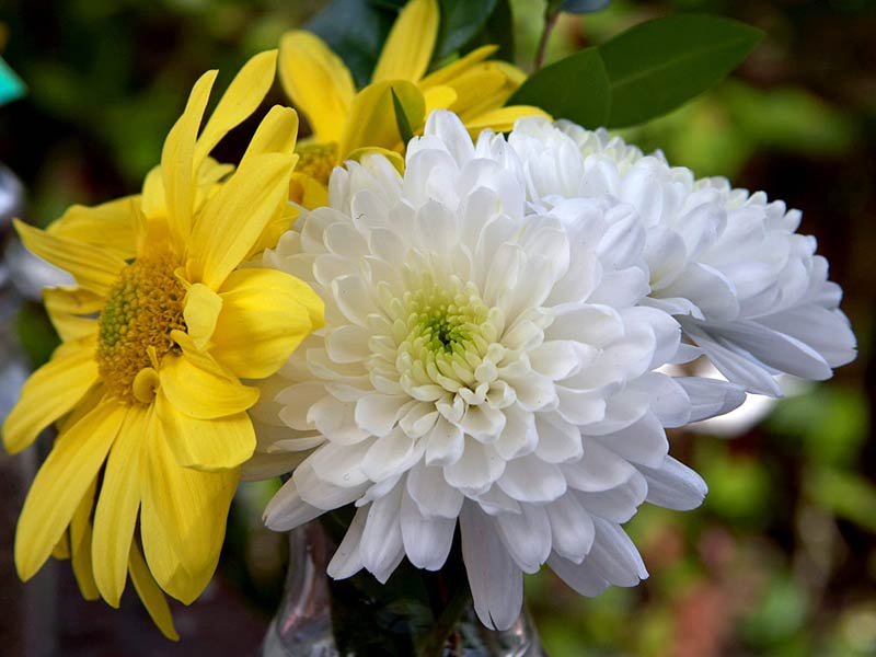 Chrysenthamum 02