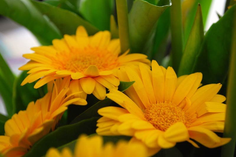 Yellow Gerbera Flowers