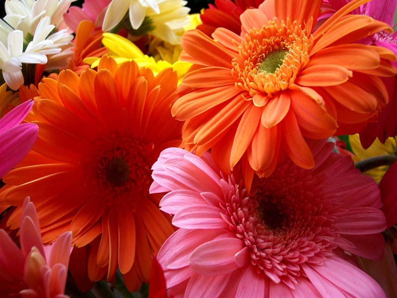 Orange Gerbera Flowers 01