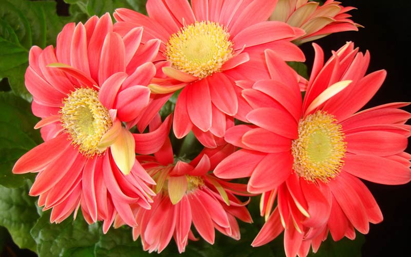 Pink Gerbera Flowers 01
