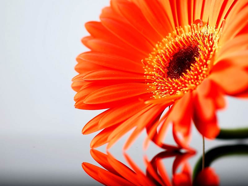 Orange Gerbera Flowers 02