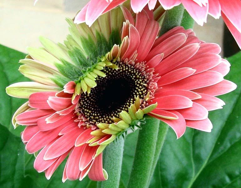 Pink Gerbera Flowers 02