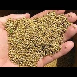 Animal Feed Millet