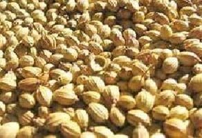 Badami Coriander Seeds