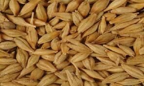 Barley