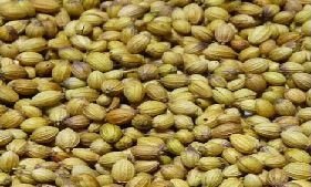 Double Parrot Coriander Seeds
