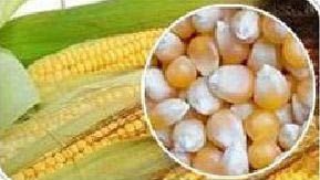 Maize