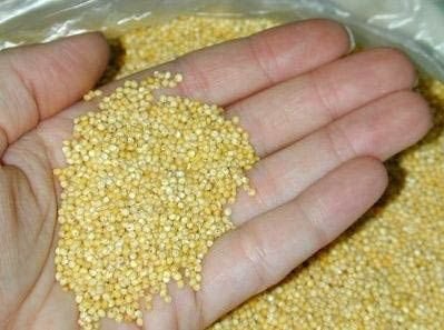 Millet