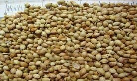 Single Parrot Coriander Seeds
