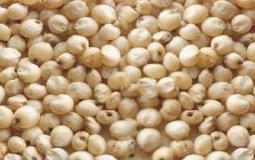 Sorghum