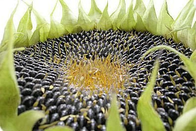 Sunflower Seeds
