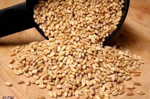 Wheat
