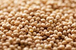 Proso Millet Seeds