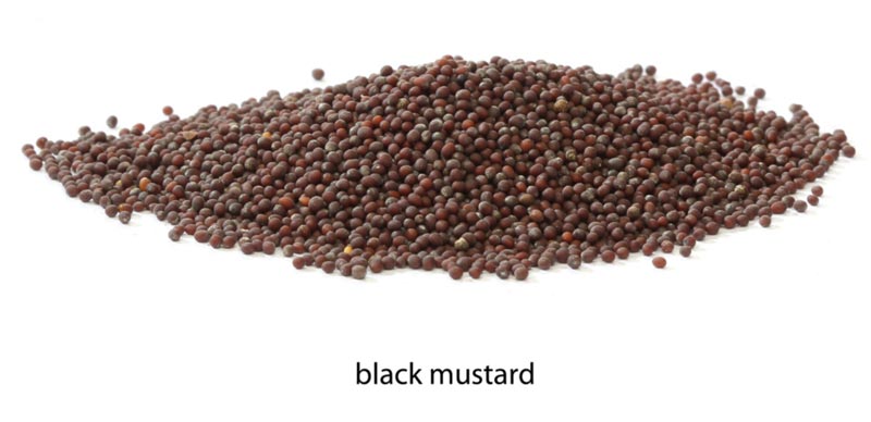 Black Mustard
