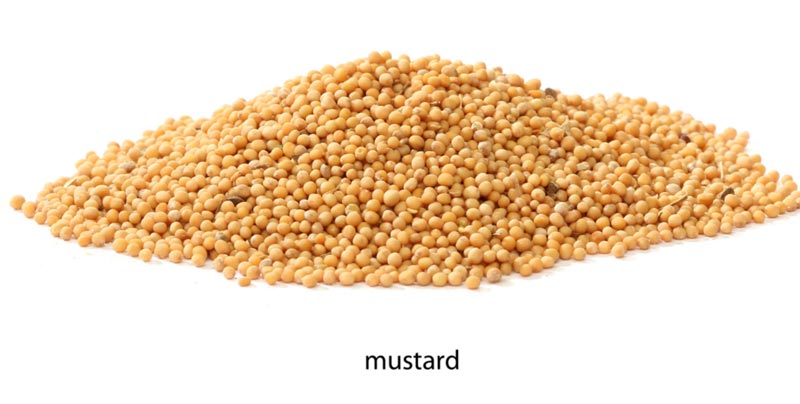 Mustard
