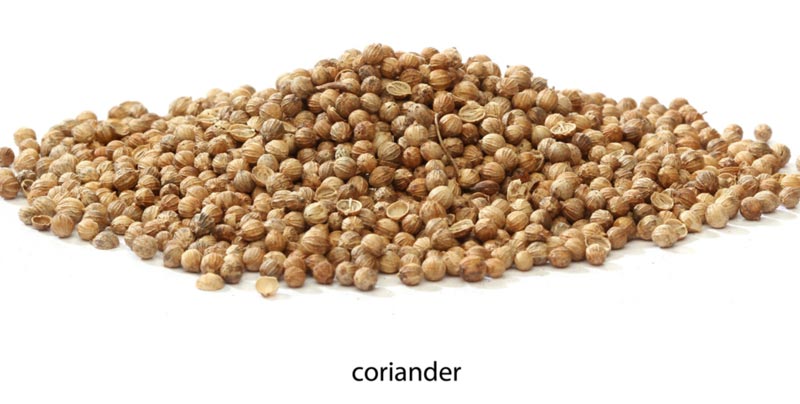 Coriander