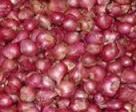 Small Red Onion 02