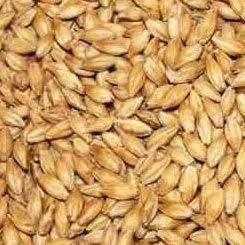 Barley Seeds