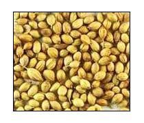 Coriander Seeds