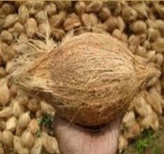Fresh Coconut