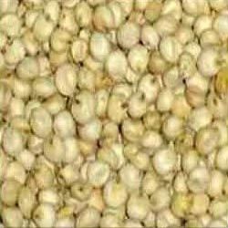 Sorghum Seeds