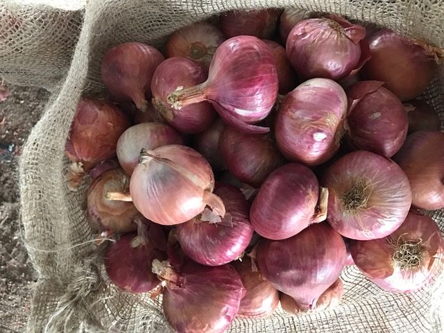 Fresh Red Onion 04
