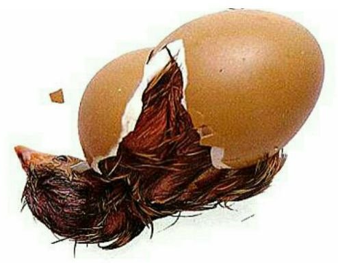 Hatching Duck Eggs 01