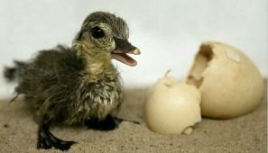Hatching Duck Eggs 02