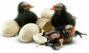 Hatching Duck Eggs 03