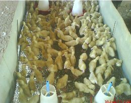 Country Hen Chick 02