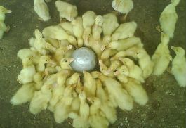 Country Hen Chick 03