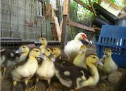 Country Hen Chick 04