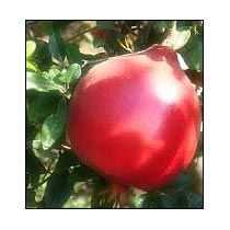Arakta Pomegranate