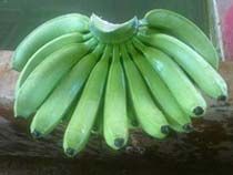 Cavendish Banana