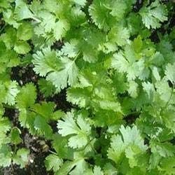 Coriander Leaves