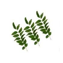Curry Leaves