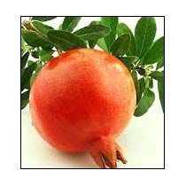 Ganesh Pomegranate
