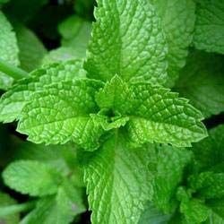 Mint Leaves