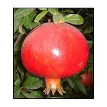 Mridula Pomegranate