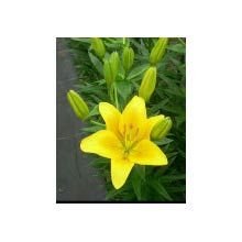Fresh Lily Flower
