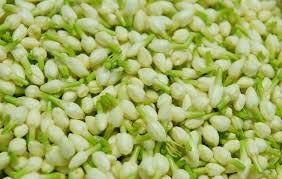 Fresh Jasmine Flower